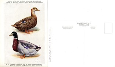 05 Canard et Cane de la race de Rouen (Standard français) - Woerd en Eend van het Rouaans ras (Franse standaard)