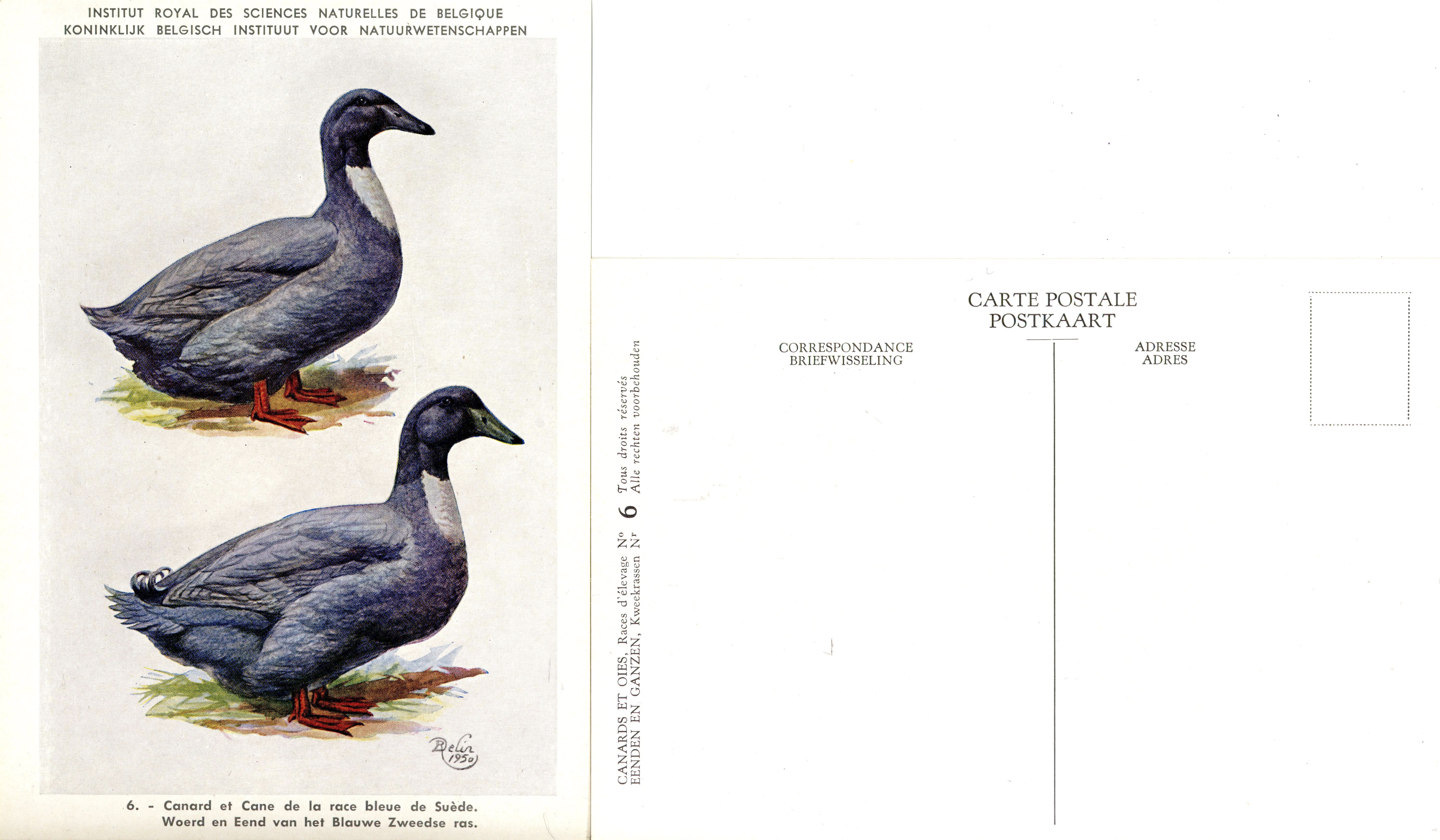 06 Canard et Cane de la race bleue de Suède - Woerd en Eend van het Blauwe Zweedse ras