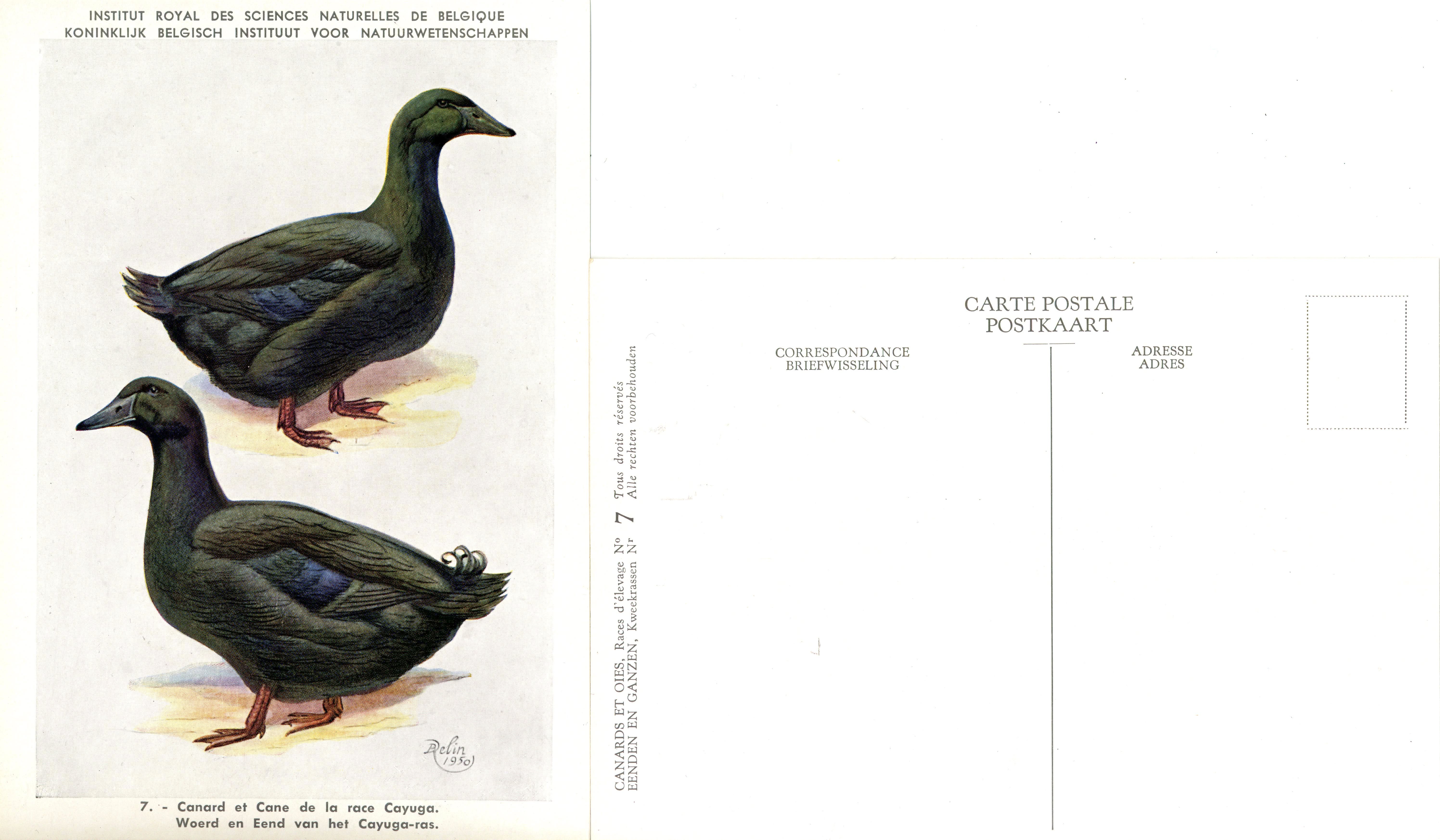 07 Canard et Cane de la race Cayuga - Woerd en Eend van het Cayuga-ras