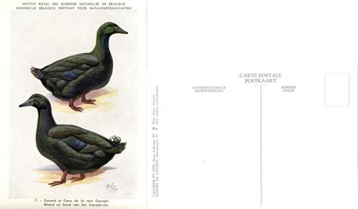 07 Canard et Cane de la race Cayuga - Woerd en Eend van het Cayuga-ras