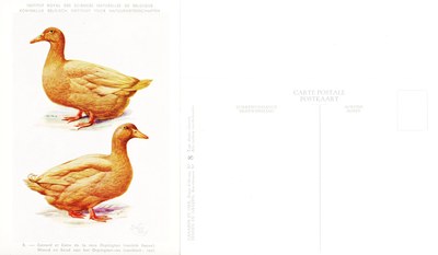 08 Canard et Cane de la race Orpington - Woerd en Eend van het Orpington-ras