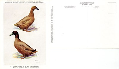 09 Canard et Cane de la race Khaki-Campbell - Woerd en Eend van het ras Khaki-Campbell