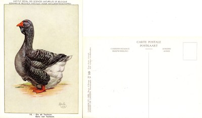 10 Oie de Toulouse - Gans van Toulouse