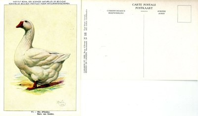 11 Oie d'Emden - Gans van Emden