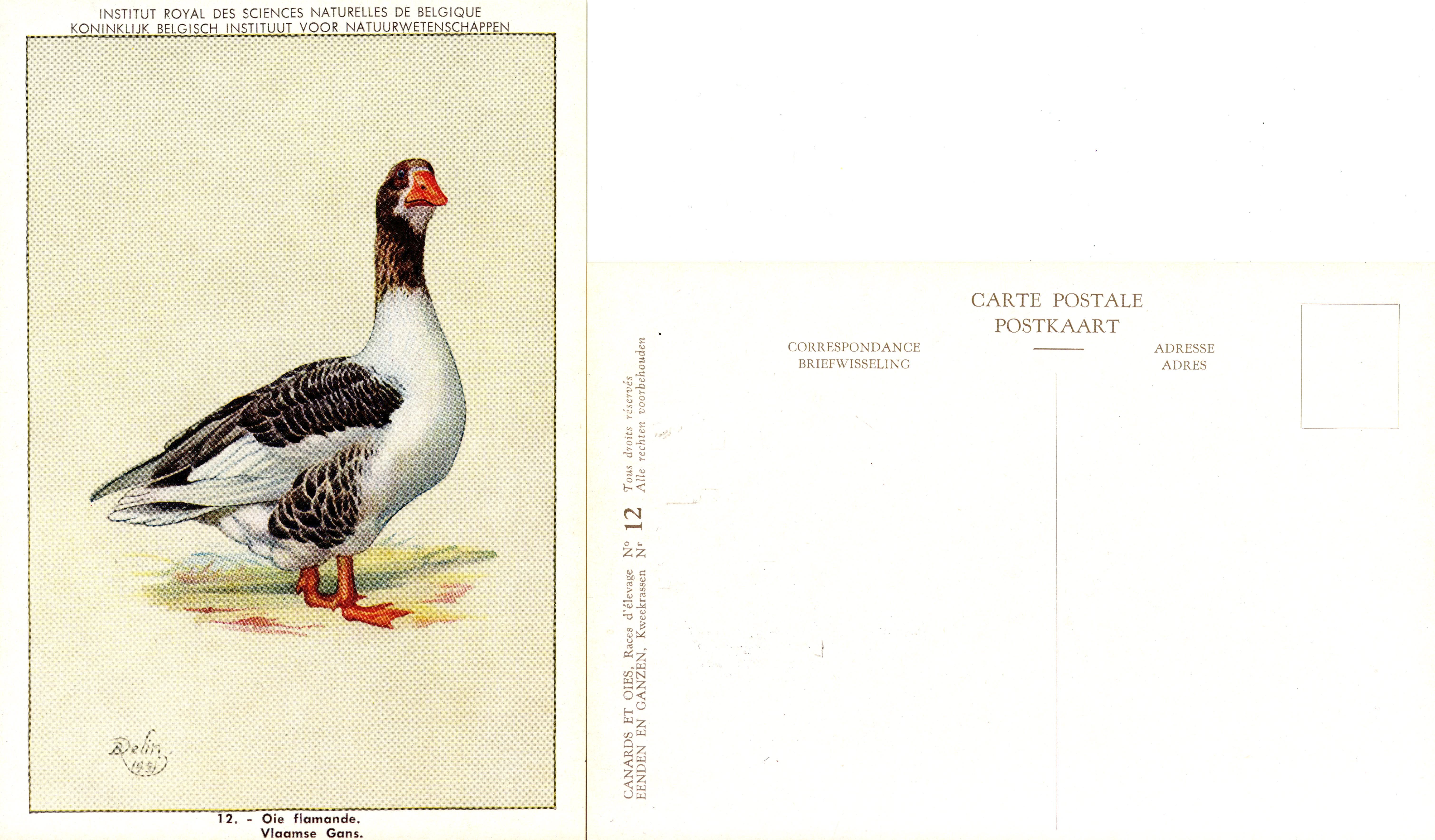 12 Oie flamande - Vlaamse gans