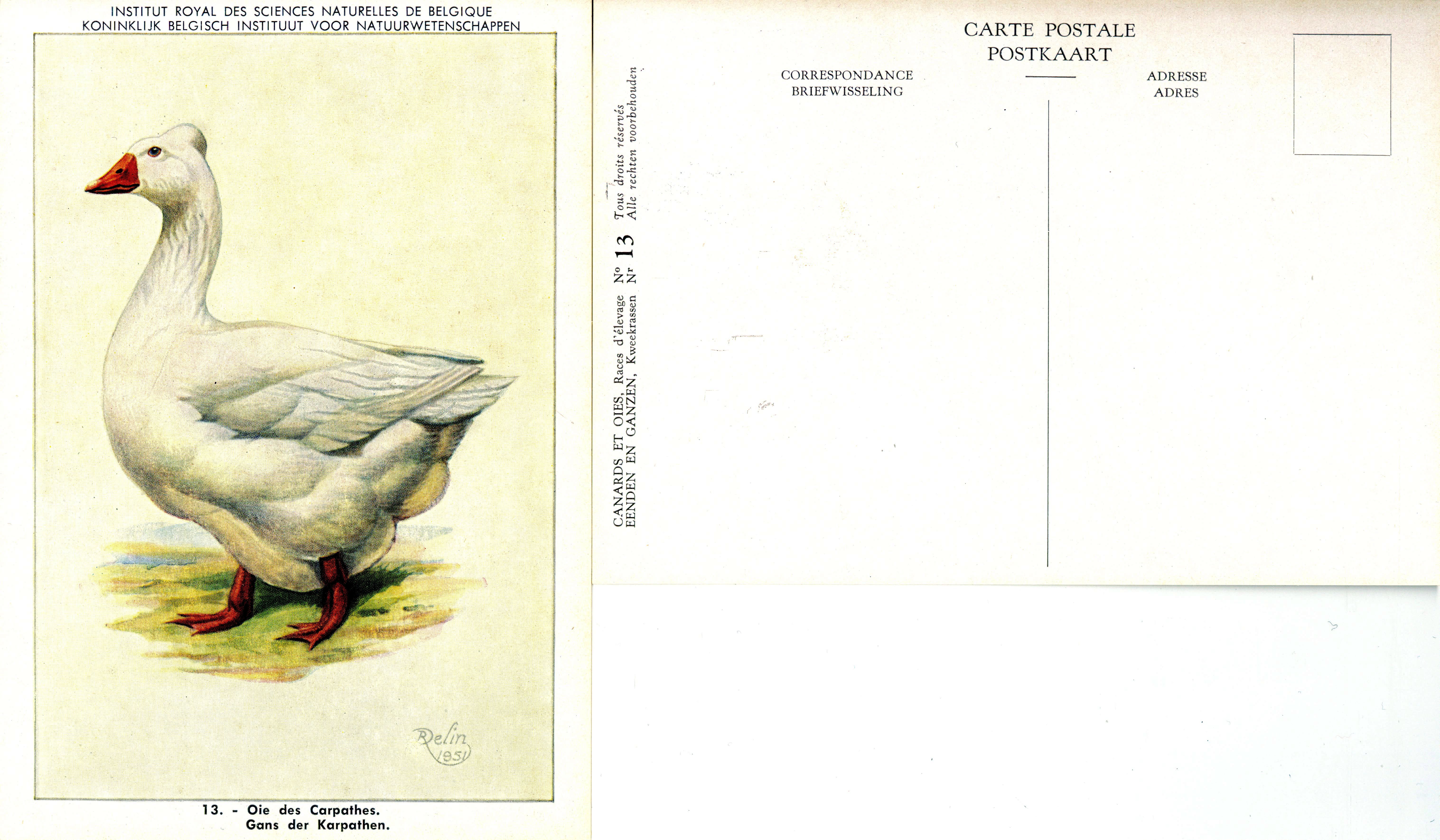 13 Oie des Carpathes - Gans der Karpathen