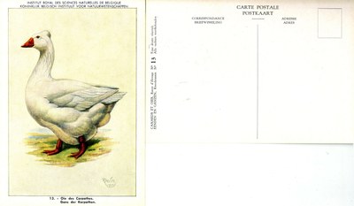 13 Oie des Carpathes - Gans der Karpathen