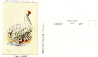 14 Oie frisée de Sébastopol - Krulgans van Sebastopol