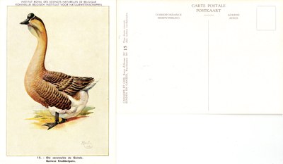 15 Oie caronculée de Guinée - Guinese Knobbelgans