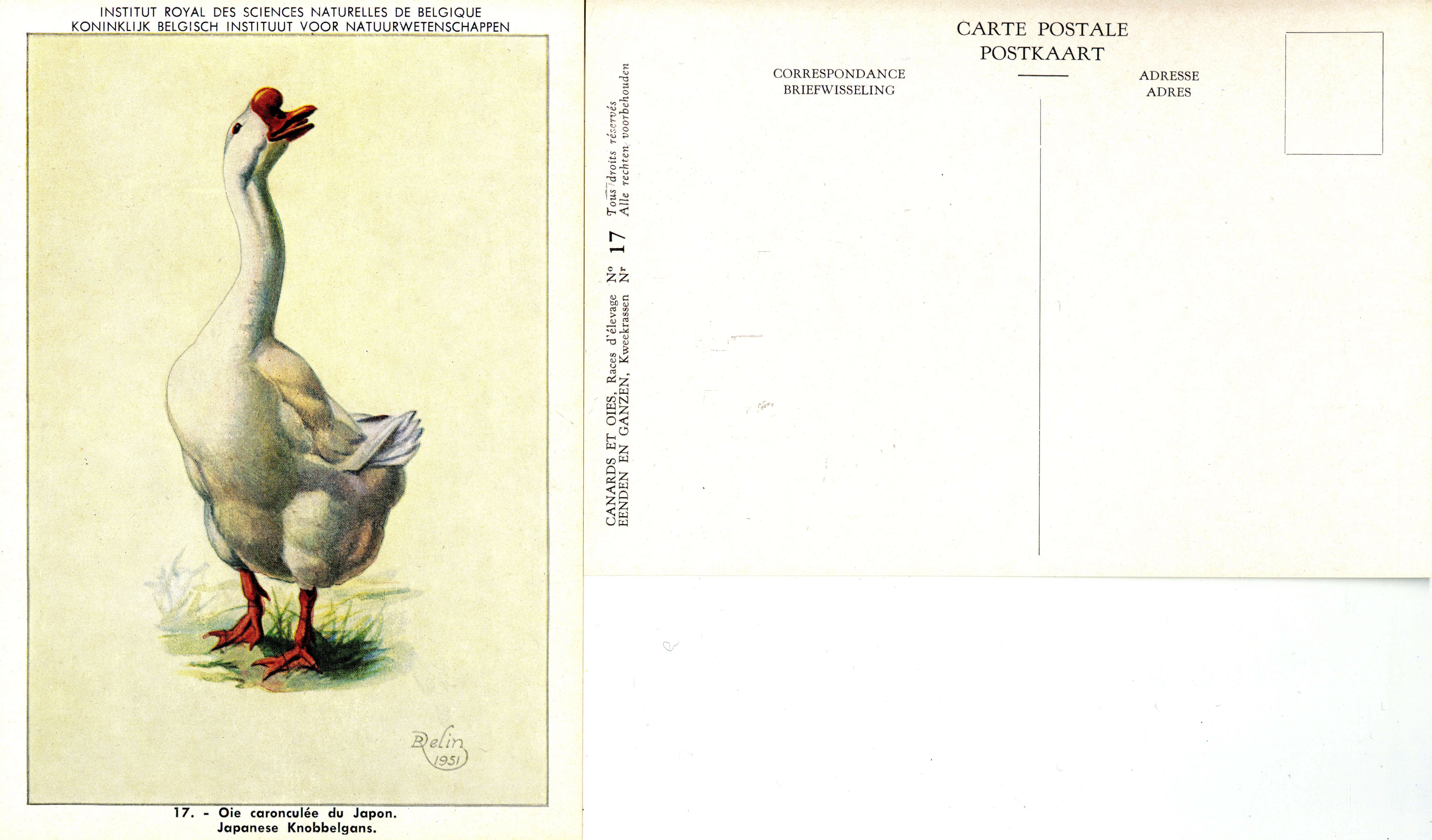 17 Oie caronculée du Japon - Japanese Knobbelgans