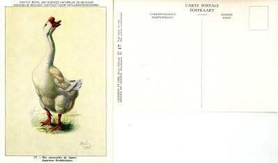 17 Oie caronculée du Japon - Japanese Knobbelgans