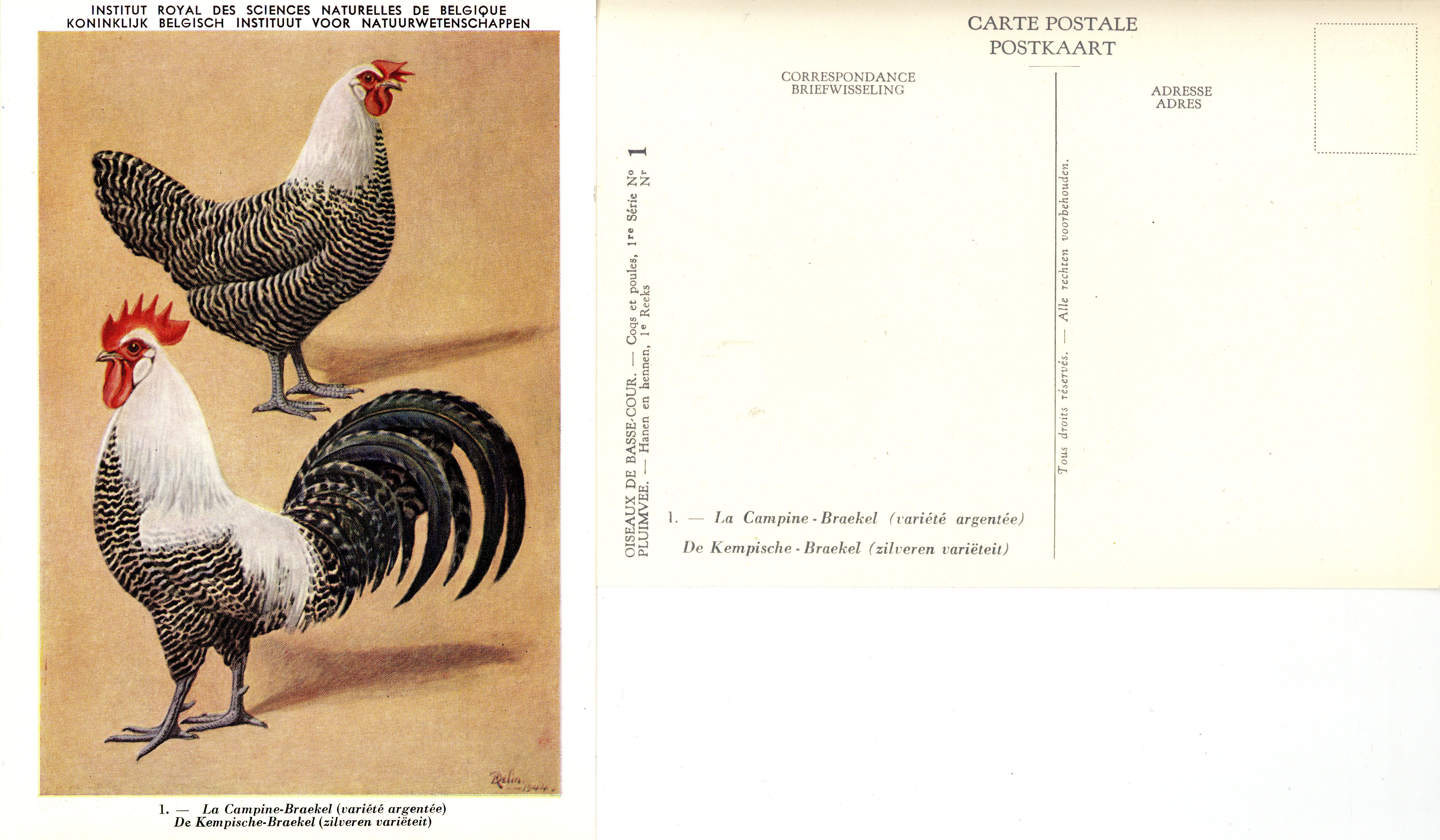 01 La Campine-Braekel - De Kempische-Braekel.jpg