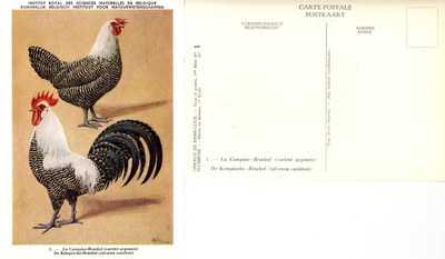 01 La Campine-Braekel - De Kempische-Braekel.jpg