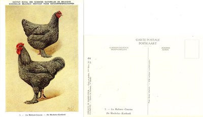 02 La malines-Coucou - De Mechelse-Koekoek.jpg