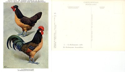 03 La Brabançonne-caille - De Brabançonne-kwartelkleur.jpg