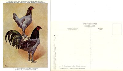 04 Le Combattant belge 1 - De Belgische Vechter 1.jpg