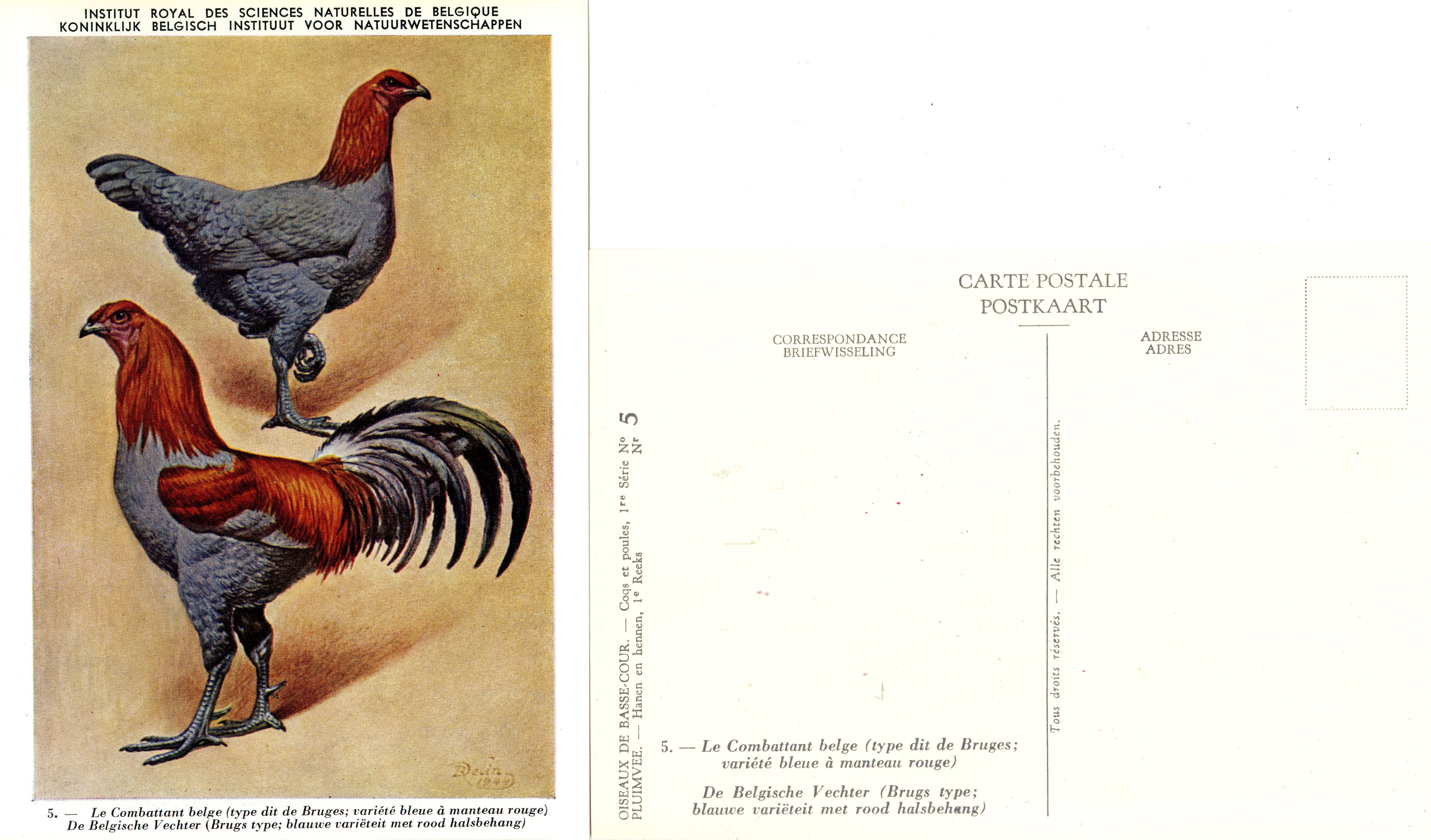 05 Le Combattant belge 2 - De Belgische Vechter 2.jpg