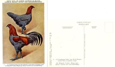 05 Le Combattant belge 2 - De Belgische Vechter 2.jpg