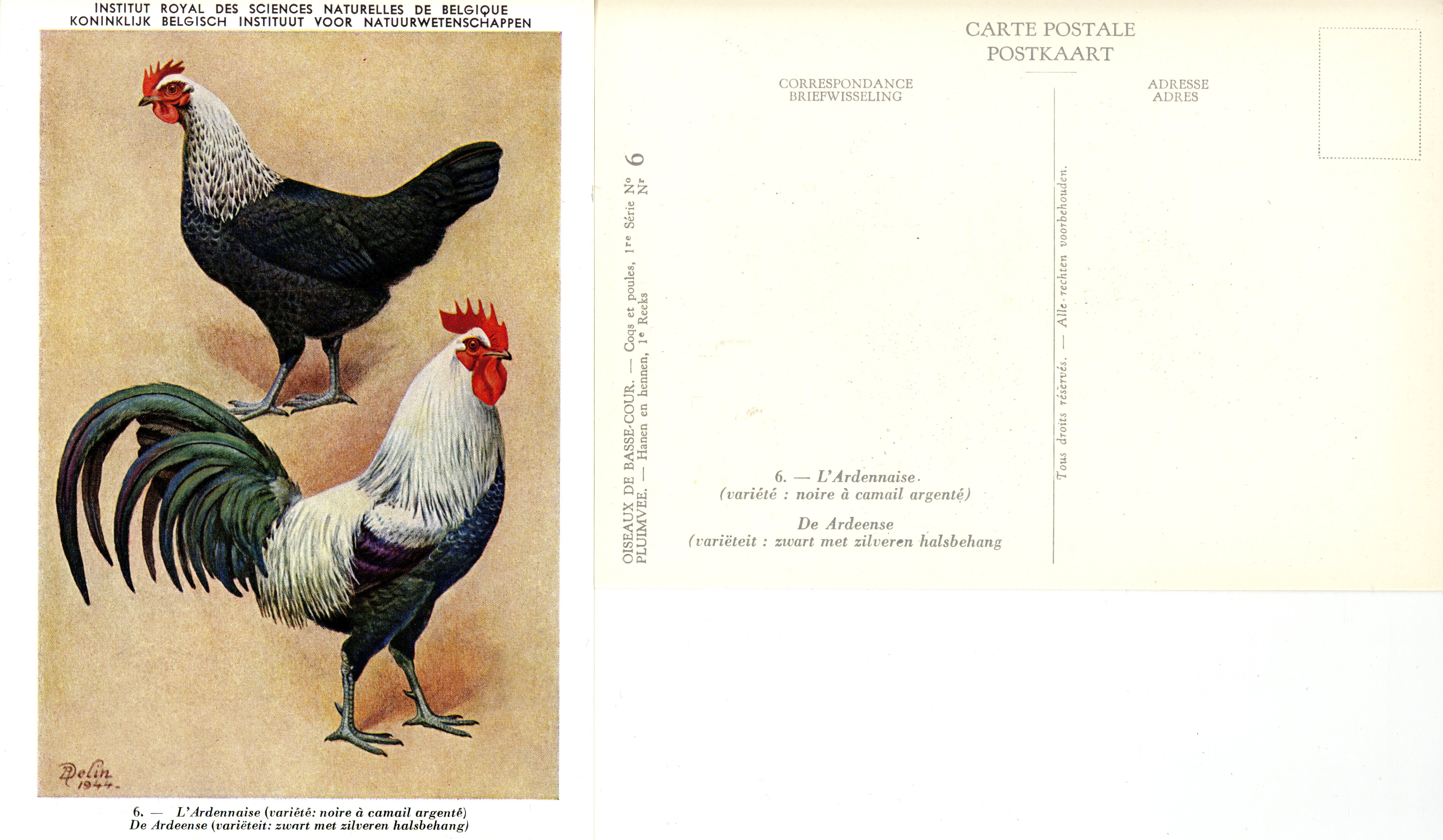 06 L'Ardennaise - De Ardeense.jpg