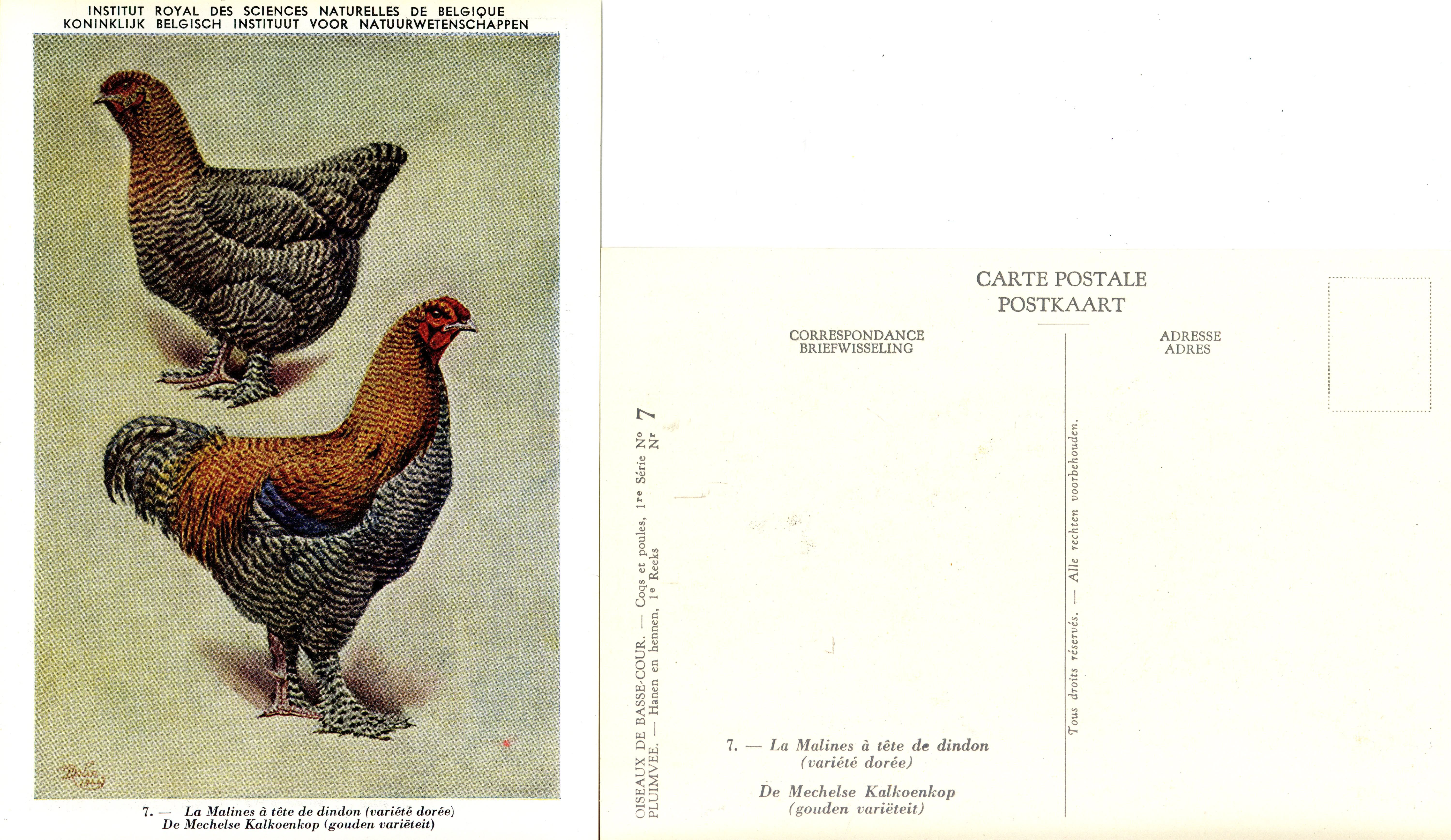 07 La Malines à tête de dindon - De Mechelse Kalkoenkop.jpg