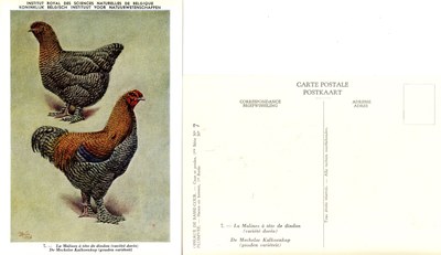 07 La Malines à tête de dindon - De Mechelse Kalkoenkop.jpg