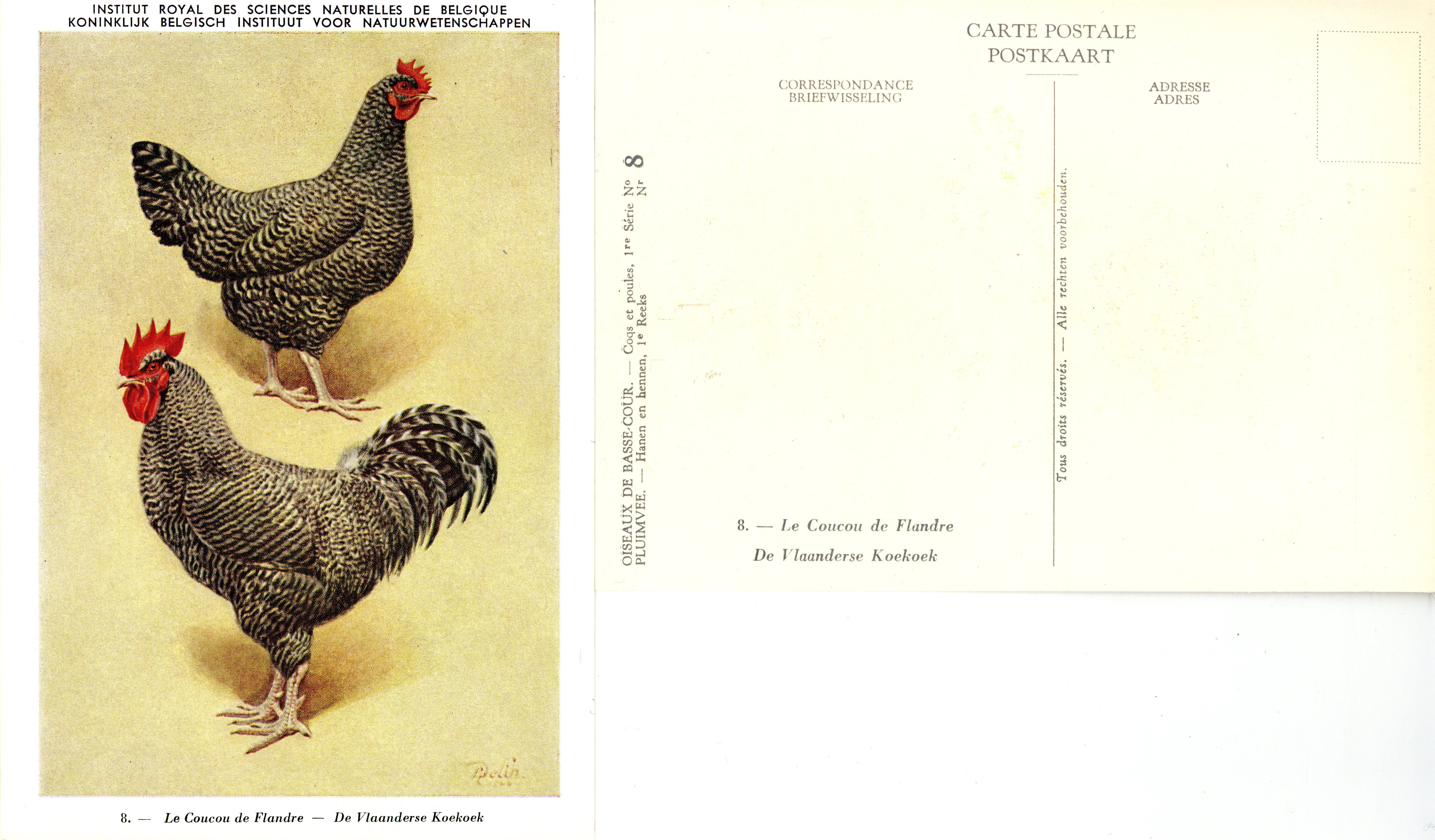 08 Le Coucou de Flandre - De Vlaanderse Koekoek.jpg