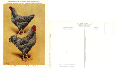 10 L’Iseghem-Coucou - De Isegemse Koekoek.jpg