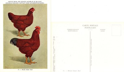 11 Rhode Island-Red.jpg