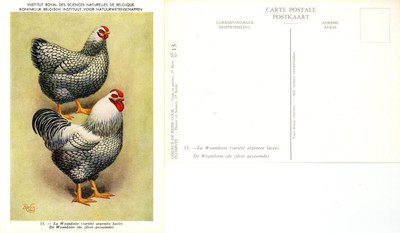 13 La Wyandotte - De Wyandotte.jpg