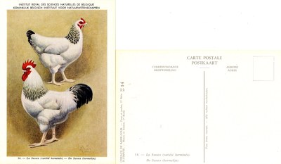 14 La Sussex - De Sussex.jpg