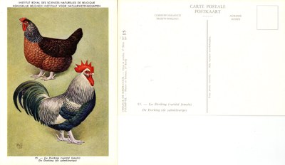 15 La Dorking - De Dorking.jpg