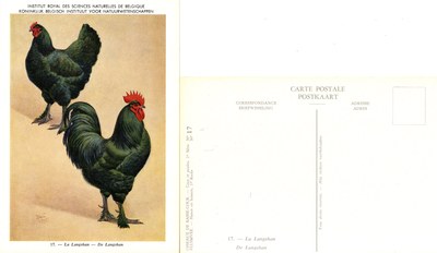 17 Le Langshan - De Langshan.jpg