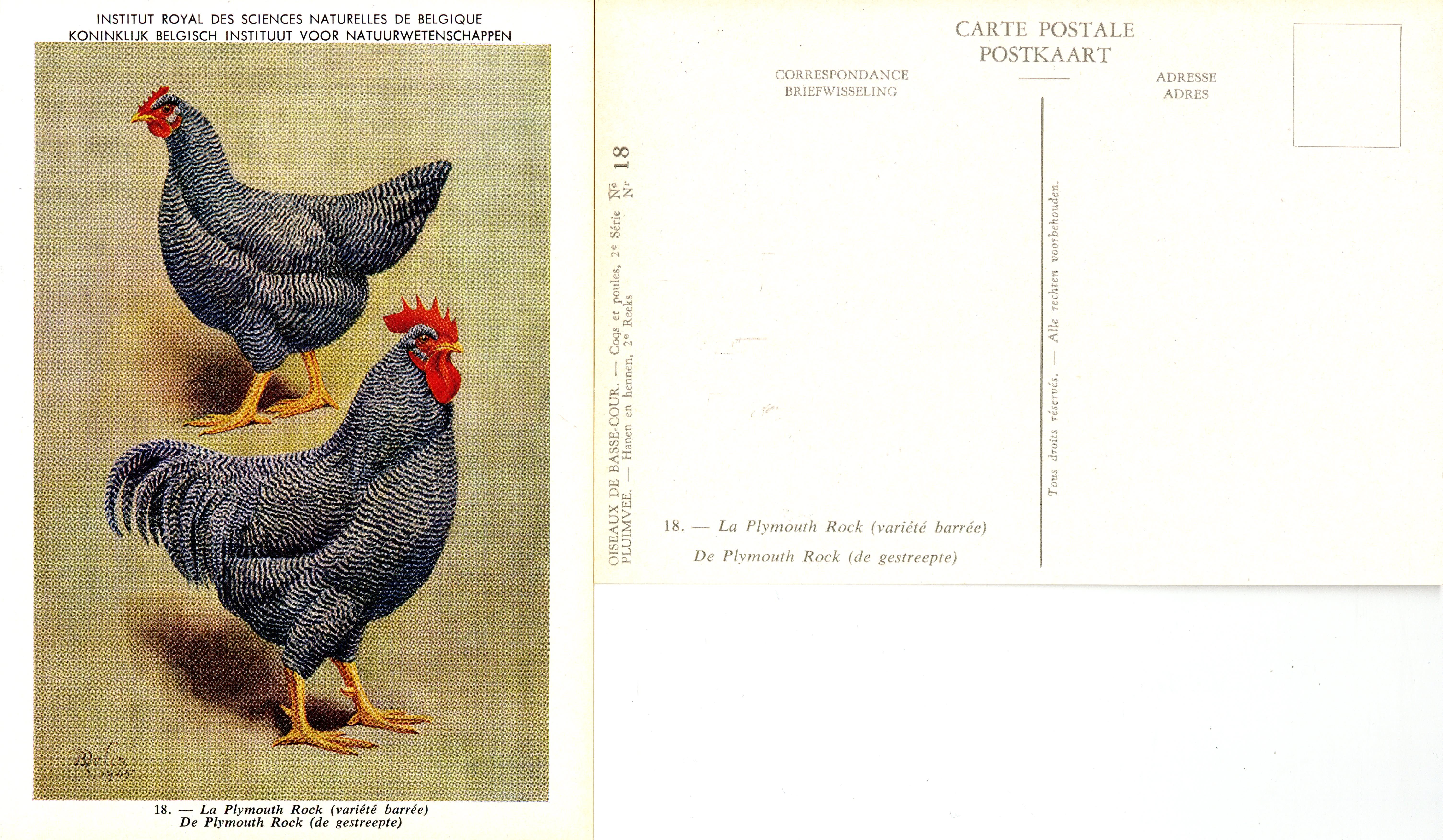 18 La Plymouth Rock - De Plymouth Rock.jpg