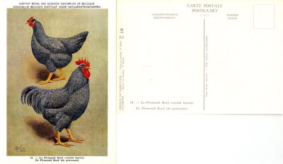 18 La Plymouth Rock - De Plymouth Rock.jpg