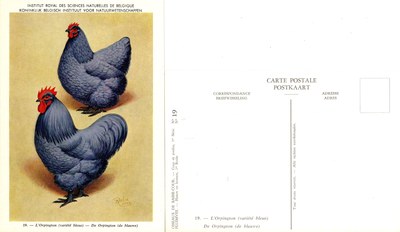 19 L’Orpington - De Orpington.jpg