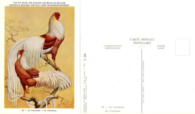 20 La Yokohama - De Yokohama.jpg