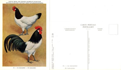 21 La Lakenfelder - De Lakenfelder.jpg