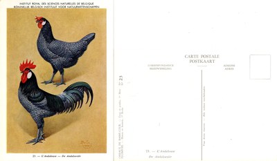 23 L’Andalouse - De Andaloesiër.jpg