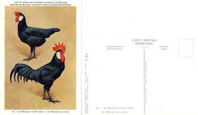 24 La Minorque - De Minorka.jpg