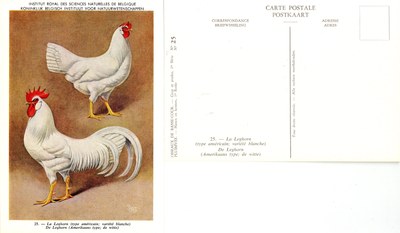 25 La Leghorn 1 - De Leghorn 1.jpg