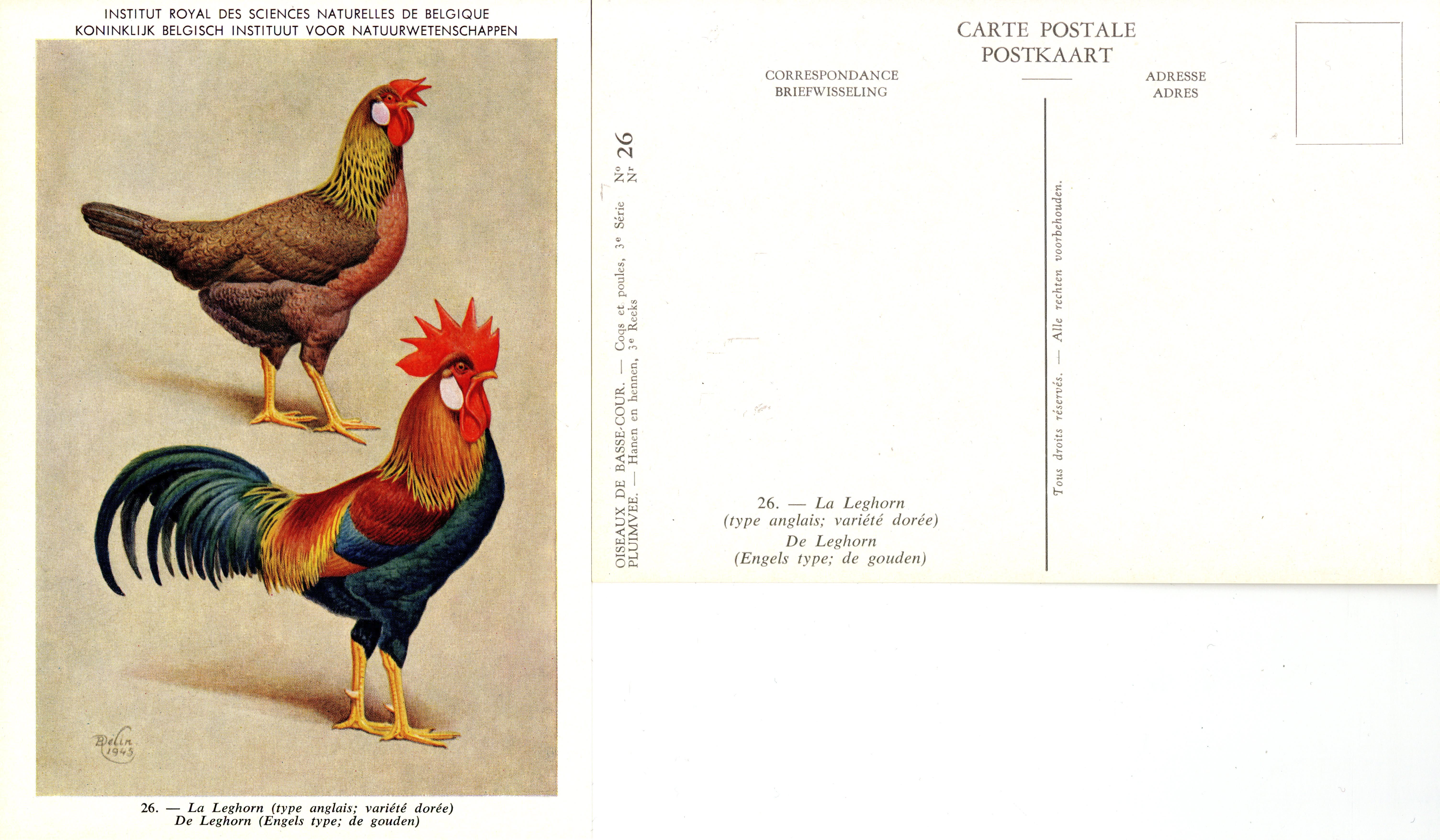 26 La Leghorn 2 - De Leghorn 2.jpg