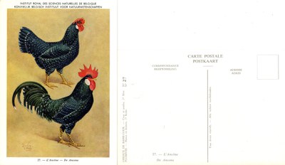 27 L’Ancôme - De Ancona.jpg