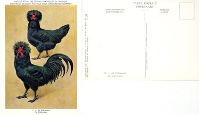 31 La Crèvecoeur - De Crèvecoeur.jpg