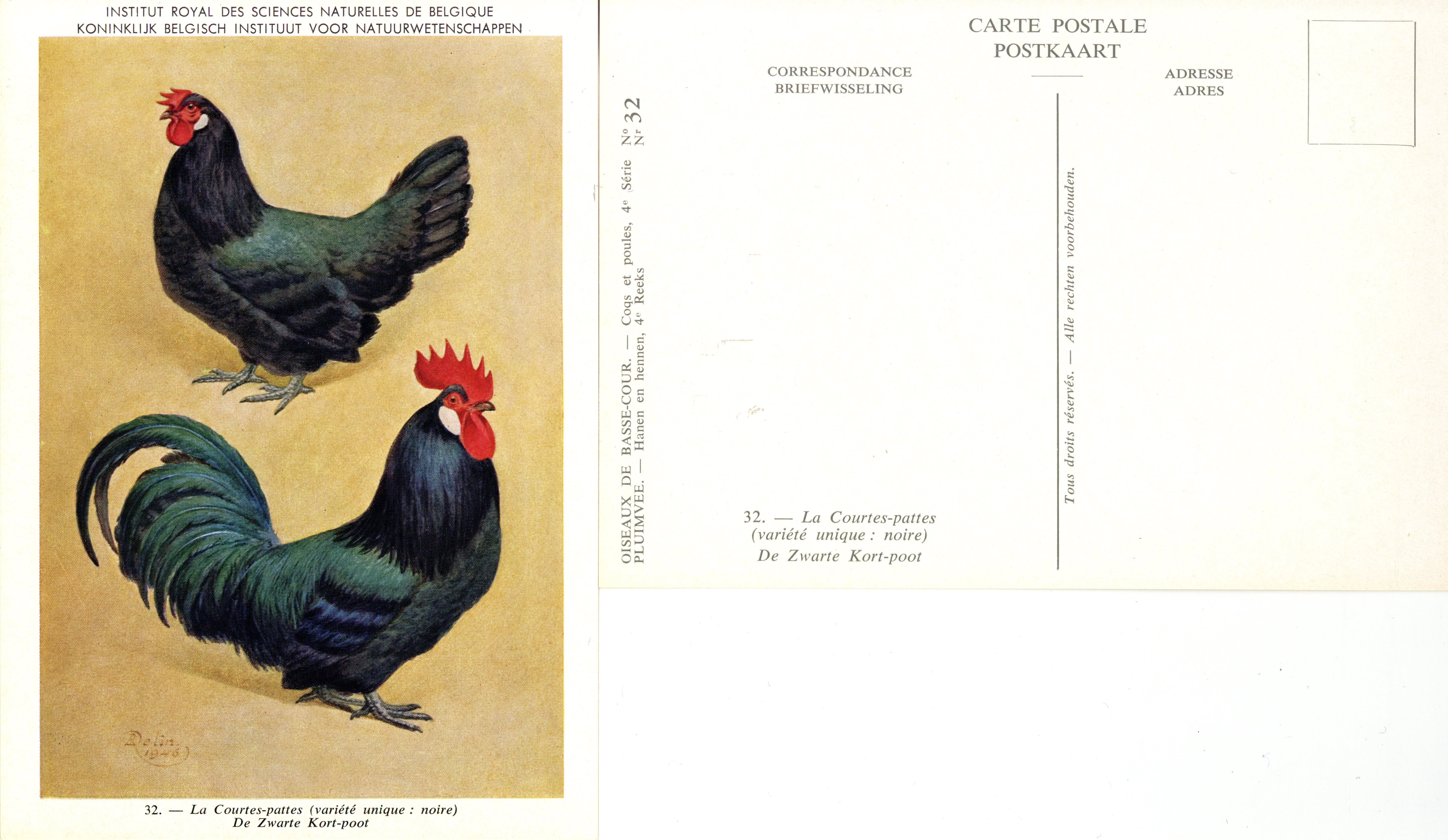 32 La Courtes-pattes - De Zwarte Kort-poot.jpg