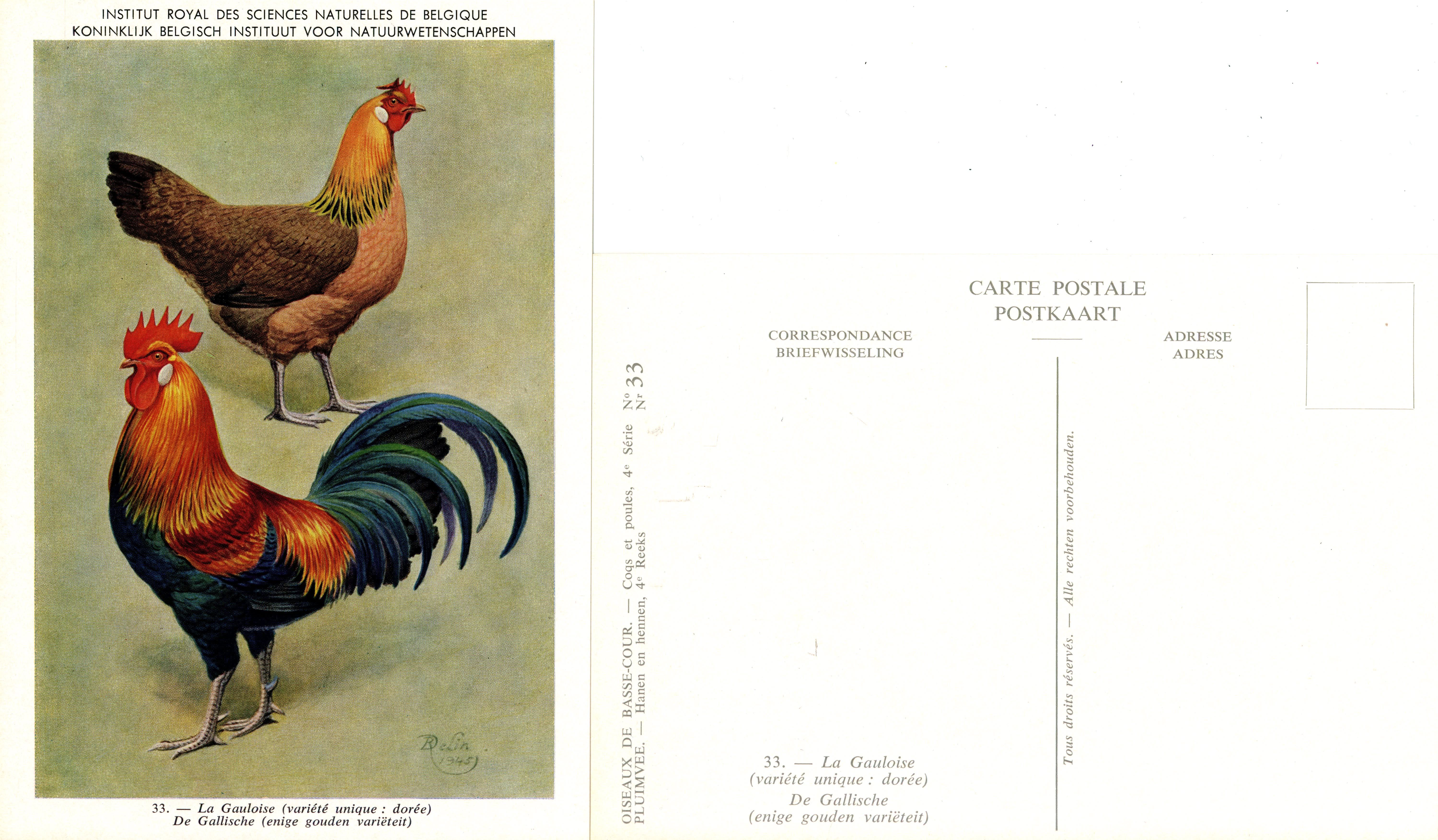 33 La Gauloise - De Gallische.jpg