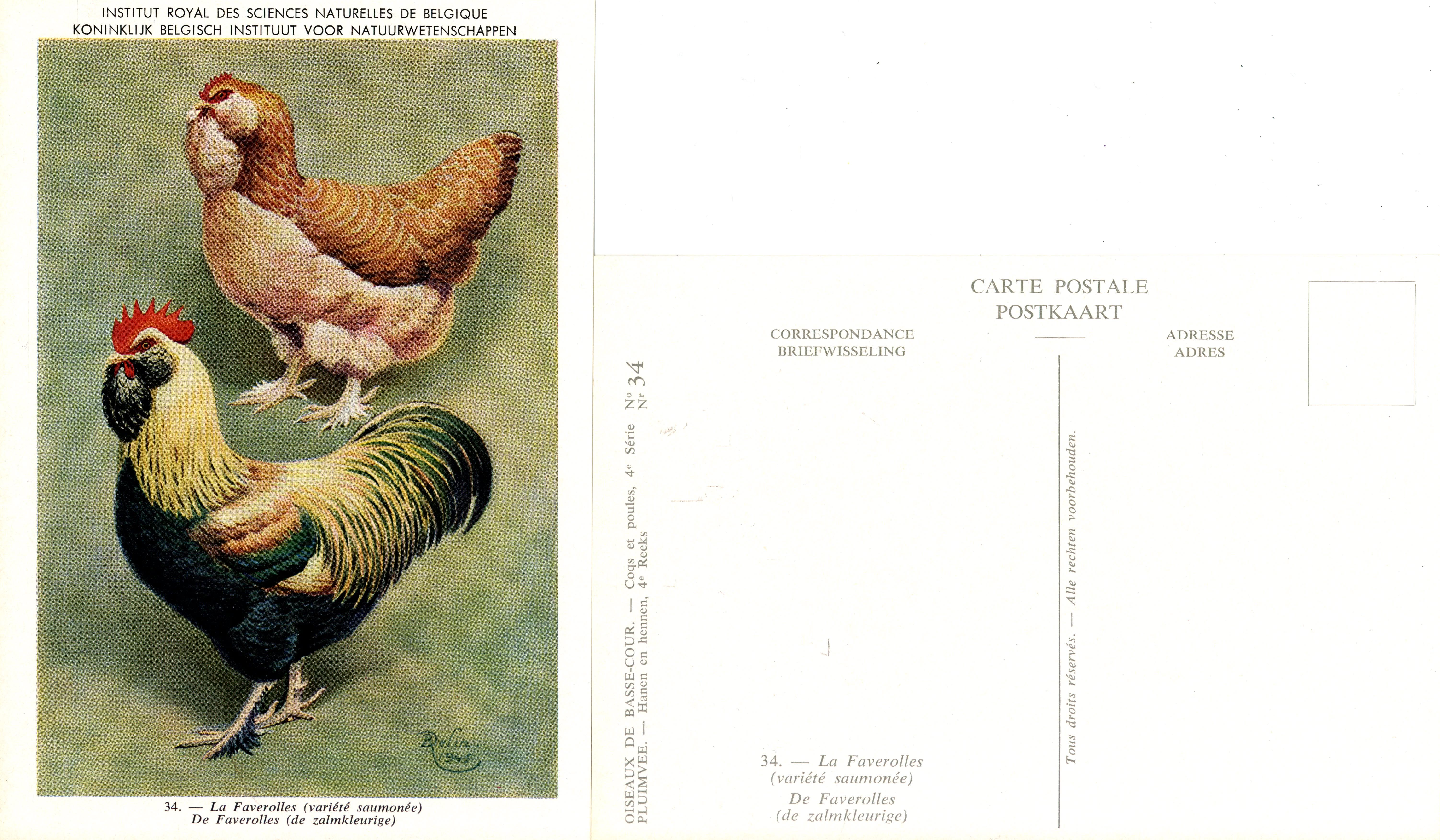 34 La Faverolles - De Faverolles.jpg