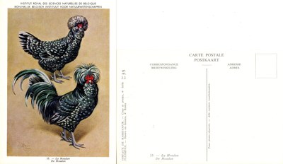 35 La Houdan - De Houdan.jpg