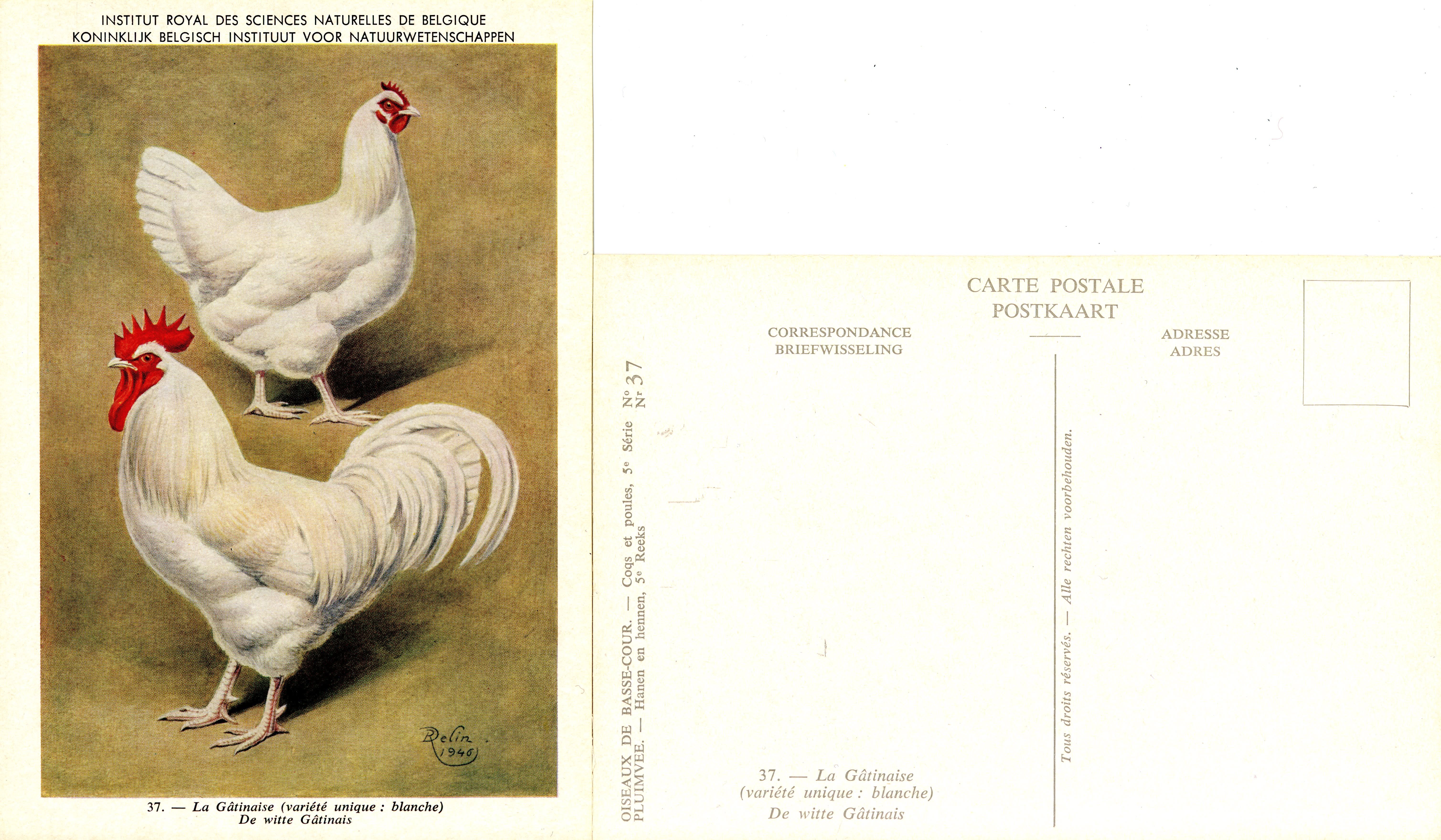 37 La Gâtinaise (Blanche) - De Witte Gâtinais.jpg