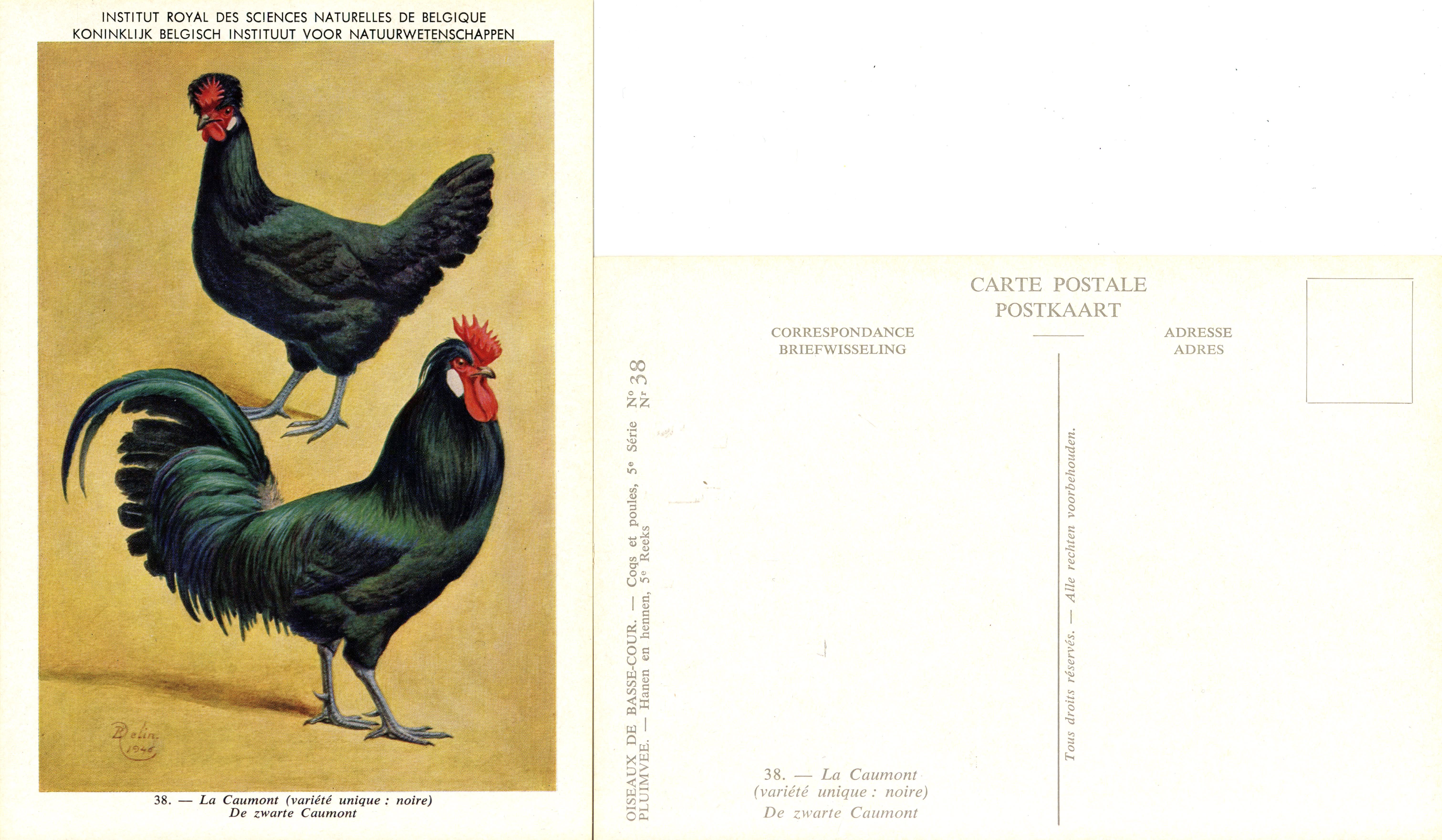 38 La Caumont (Noire) - De Zwarte Caumont.jpg