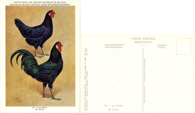 39 La Flèche - De Flèche.jpg